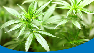 Positionspapier Cannabis